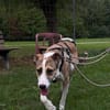 Ryan aus 31195 Lamspringe sucht sein zu Hause