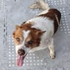 Milo - ein absoluter Herzenshund