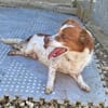 Milo - ein absoluter Herzenshund
