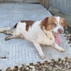 Milo - ein absoluter Herzenshund
