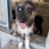 Agora1, freundlich, sucht ihr Zuhause - NEUIGKEITEN!!!