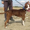 ATLAS