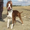 ATLAS