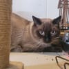 NERON