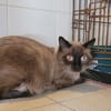 NERON