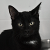 AIKO ( En cours d'adoption )