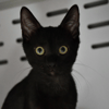 Néon (en cours d'adoption)