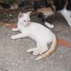 EDUARD
