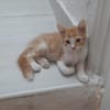 ELIOT