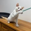 Barnabé