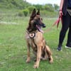 Akira - loyal, intelligent und aktiv