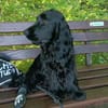 Sanni - Sonnenschein sucht neues Zuhause