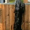 Sanni - Sonnenschein sucht neues Zuhause