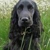 Sanni - Sonnenschein sucht neues Zuhause