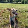 Windhund-Mix Keylam wartet auf dich!