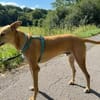 Windhund-Mix Keylam wartet auf dich!