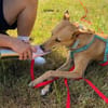 Windhund-Mix Keylam wartet auf dich!