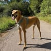 Windhund-Mix Keylam wartet auf dich!