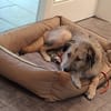 Rüde Benjamin sucht ein Zuhause