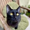 Tom & Ruby - Tolle Lackfellchen suchen liebe Familie