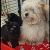 Tom & Ruby - Tolle Lackfellchen suchen liebe Familie