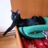 Tom & Ruby - Tolle Lackfellchen suchen liebe Familie