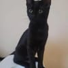Tom & Ruby - Tolle Lackfellchen suchen liebe Familie