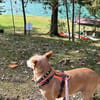 Winston ein pflegeleichter Rüde