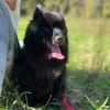 Balu sucht seine Familie