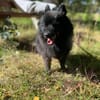 Balu sucht seine Familie