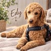Edy in 59329 Wadersloh