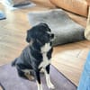 Feli, aktive Junghündin sucht Traumplatz