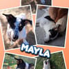 menschenbezogene Mayla auf PS in 38122