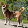 Nuska - 35 cm sucht Kuschelpartner