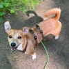 Nuska - 35 cm sucht Kuschelpartner