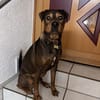 Junghund Charly sucht endlich die richtigen Menschen