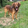 Remus sucht seine Menschen