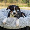 Dante sucht liebevolle Familie...