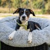 Dante sucht liebevolle Familie...