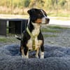 Dante sucht liebevolle Familie...