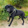 Labrador Mix Anton sucht ein Zuhause