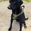Labrador Mix Anton sucht ein Zuhause