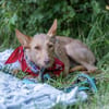 fröhlicher Tom sucht Menschen und Hundekumpel