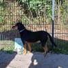 Jack 6 -verschmust und verspielt-