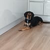 Jack 6 -verschmust und verspielt-