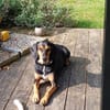 Jack 6 -verschmust und verspielt-