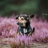 Heidi Tierschutzhund in 38448 Wolfsburg