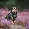 Heidi Tierschutzhund in 38448 Wolfsburg