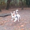Jacko