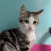 Tartine [Chaton]